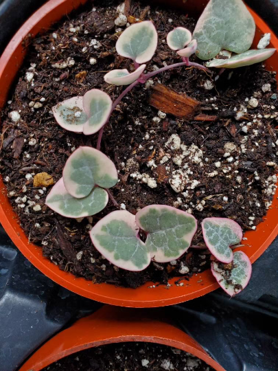 variegated String of heart