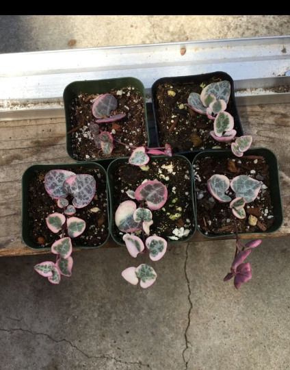 variegated String of heart