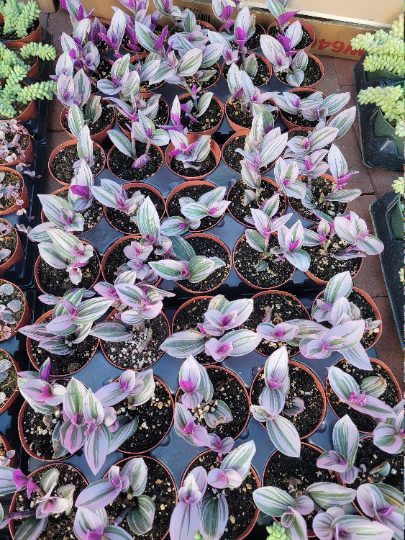 Tradescantia Nanouk succulent