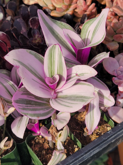 Tradescantia Nanouk succulent