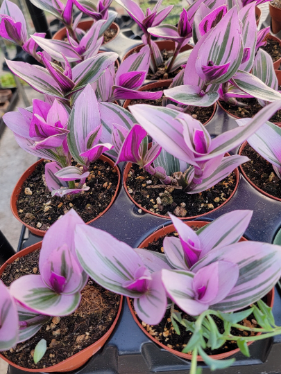 Tradescantia Nanouk succulent