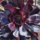 Blackrose aeonium succulent