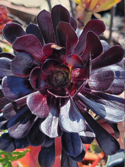 Blackrose aeonium succulent