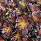 Blackrose aeonium succulent