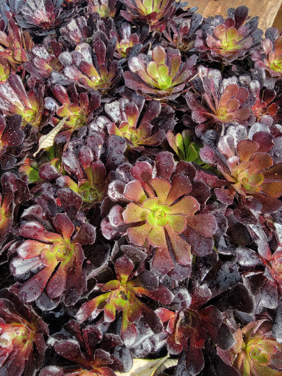 Blackrose aeonium succulent