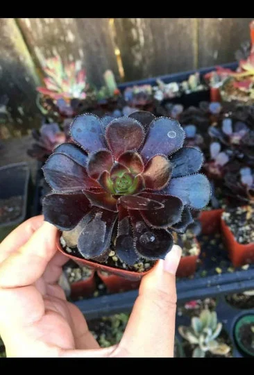 Blackrose aeonium succulent