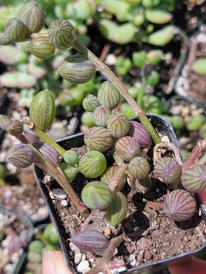 String of watermelon starter