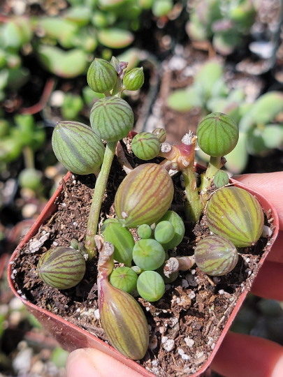 String of watermelon starter