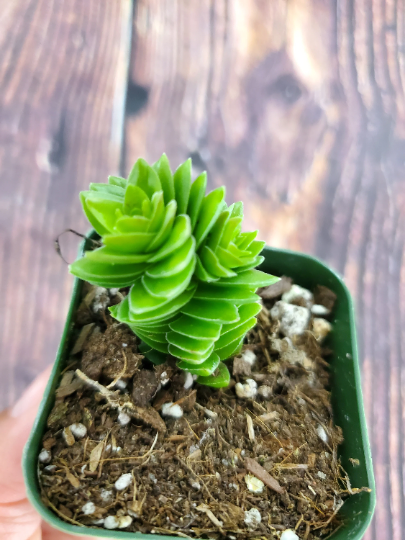 crassula spiralis starter plant succulent