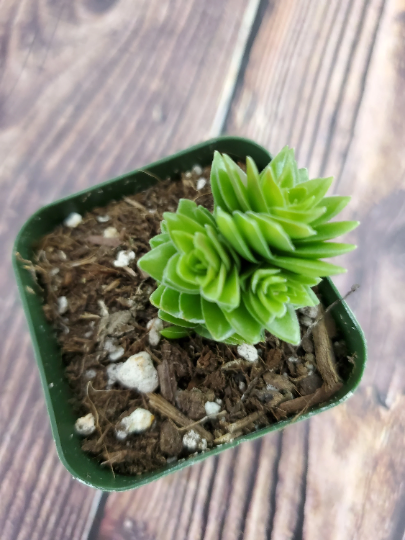 crassula spiralis starter plant succulent