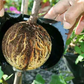 Air layering Plant High Pressure propagation ball Grafting Rooting Device Root growing ball
