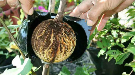 Air layering Plant High Pressure propagation ball Grafting Rooting Device Root growing ball