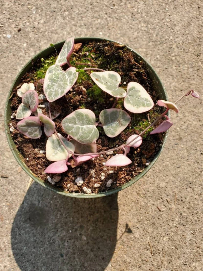 variegated String of heart