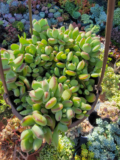 Cotyledon Pendens