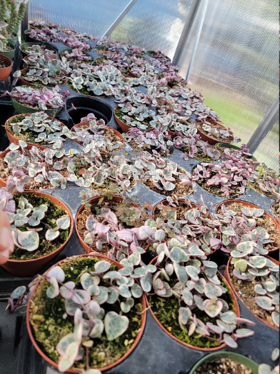 variegated String of heart